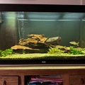 verkaufe: 350 Liter Aquarium