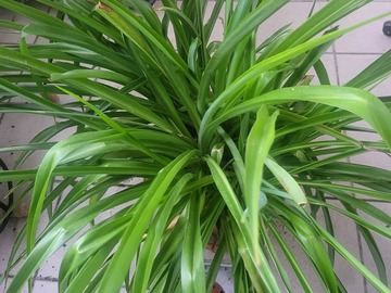 regalo: Chlorophytum