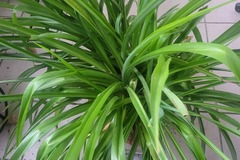 verschenke: Chlorophytum