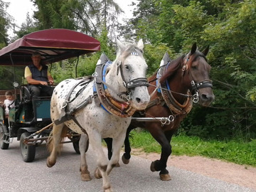 biete: Reiterhof Edelweiss Jenesien