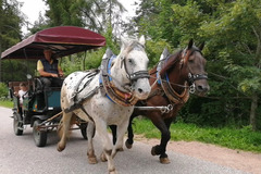 biete: Reiterhof Edelweiss Jenesien