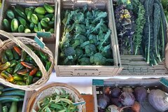 vendo: Saisonales Gemüse aus regenerativer Landwirtschaft