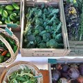vendo: Saisonales Gemüse aus regenerativer Landwirtschaft