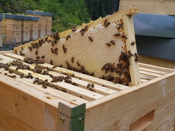 verkaufe: Verkaufe Honig, Blütenpollen u. Honigessig aus dem T. Ahrntal