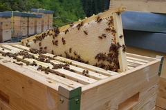 verkaufe: Verkaufe Honig, Blütenpollen u. Honigessig aus dem T. Ahrntal