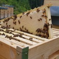 verkaufe: Verkaufe Honig, Blütenpollen u. Honigessig aus dem T. Ahrntal