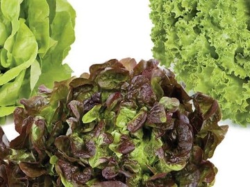 verkaufe: Frischer Salat 