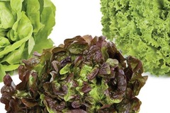 vendo: Frischer Salat 